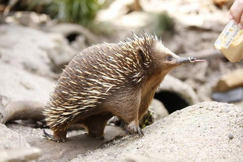 Healesville Sanctuary General Entry Ticket - Attractions Brisbane 4