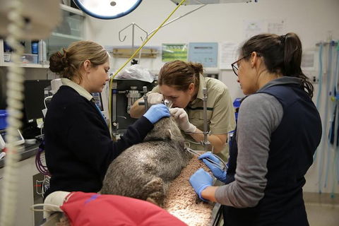 Healesville Sanctuary General Entry Ticket - Attractions Brisbane 5