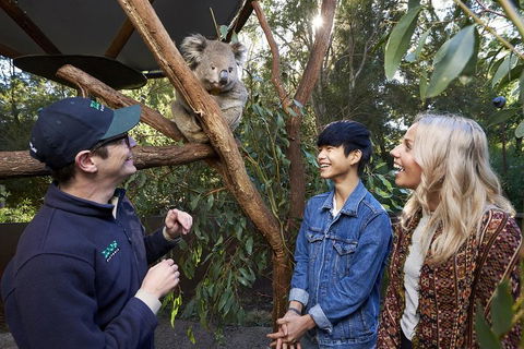 VIP Sanctuary Tour At Healesville Sanctuary Ticket - Attractions Brisbane 1