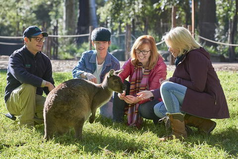 VIP Sanctuary Tour At Healesville Sanctuary Ticket - Attractions Brisbane 2
