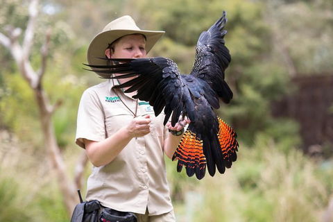 VIP Sanctuary Tour At Healesville Sanctuary Ticket - Attractions Brisbane 5