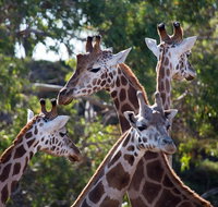 Werribee Open Range Zoo General Admission Ticket - Attractions Brisbane