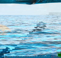 Cruise with Dolphins in Byron Bay - Attractions Brisbane