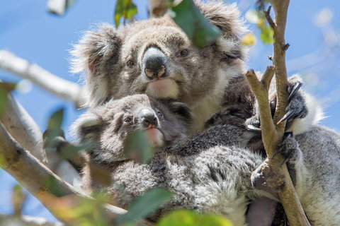 3-Day Adelaide To Melbourne Overland Trip Through Grampians And Great Ocean Road - Attractions Brisbane 3