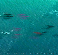40-45 Minute Port Stephens and Stockton Beach Helicopter Flight - For 2 - Attractions Brisbane