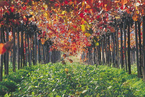 Margaret River Private Tour - Attractions Brisbane 0