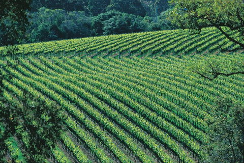 Margaret River Private Tour - Attractions Brisbane 4