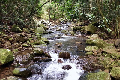 Springbrook Full Day Tour
