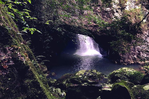 Springbrook Full Day Tour - Attractions Brisbane 3