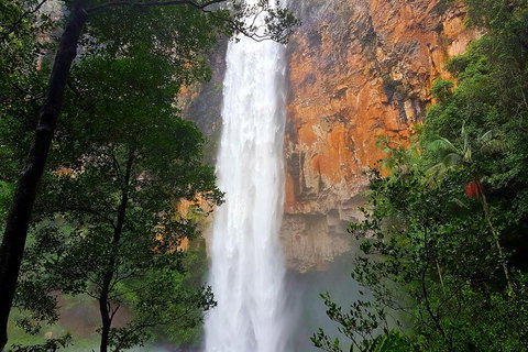Springbrook Full Day Tour - Attractions Brisbane 5