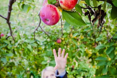 Perth Hills - Wildlife, Art & Gastronomy - Attractions Brisbane 1