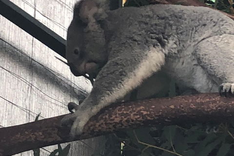 Perth Hills - Wildlife, Art & Gastronomy - Attractions Brisbane 3