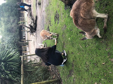 Perth Hills - Wildlife, Art & Gastronomy - Attractions Brisbane 4