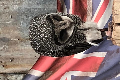 Perth Hills - Wildlife, Art & Gastronomy - Attractions Brisbane 5