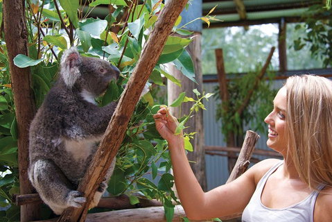 Private Guided Tour: Blue Mountains Tour From Sydney - Attractions Brisbane 5
