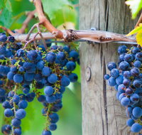 Yarra Valley Dandenong Ranges inc. lunch with wineplus morning teachocolate - Attractions Brisbane