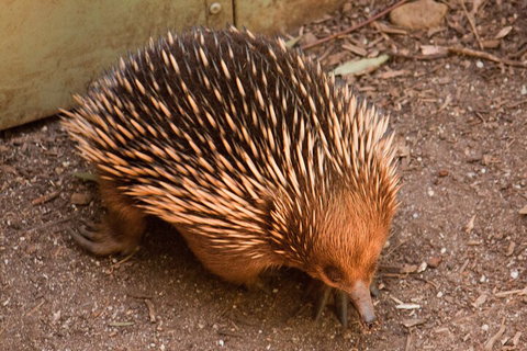 Puffing Billy And Healesville Sanctuary Scenic Tour - Attractions Brisbane 0
