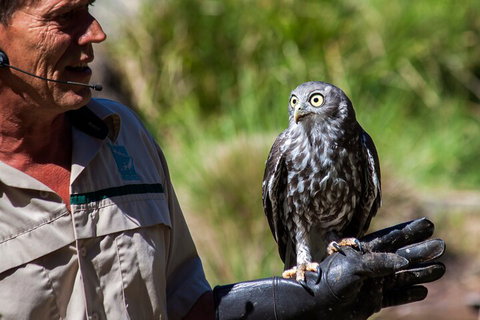 Puffing Billy And Healesville Sanctuary Scenic Tour - Attractions Brisbane 3
