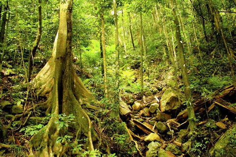 Barron Gorge And Kuranda National Park Half Day Rainforest And Waterfall 4WD Tour From Cairns - Attractions Brisbane 4
