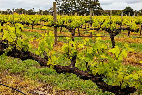 Margaret River Indulge And Discover Day Tour - Attractions Brisbane 5