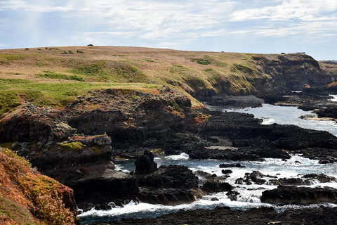 Full-Day Private Australian Wildlife Tour Of Phillip Island - Attractions Brisbane 4