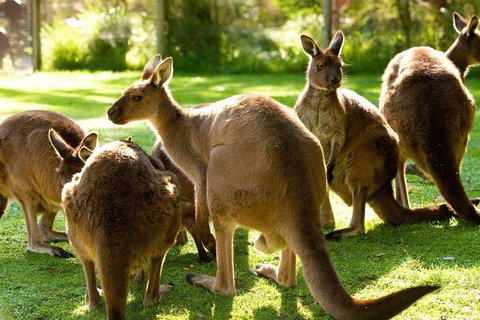 Melbourne City Card (3 Days): Visit Unlimited Attractions! - Attractions Brisbane 4