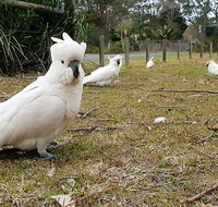 Kiama South Coast Tour with Coastline Farmlands Aboriginal Engravings  Lunch - Attractions Brisbane