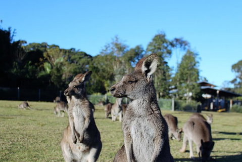 Royal National Park Tour - Attractions Brisbane 2