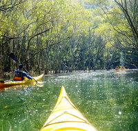 Middle Harbour Mangrove Explorer - Attractions Brisbane