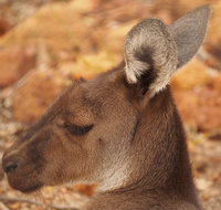 Australian animals Seascape and Sunset Photography Tour - Attractions Brisbane
