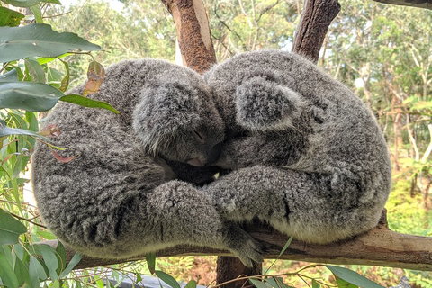 Central Coast Explorer With 'Personalised Sydney Tours' - Attractions Brisbane 5