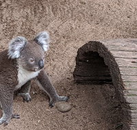 Australian Wildlife  Waterfalls Private Tour with 'Personalised Sydney Tours' - Attractions Brisbane