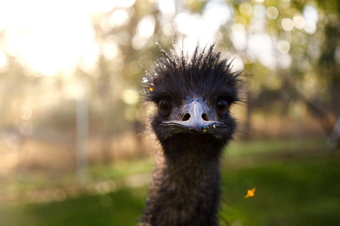 Victor Harbor And McLaren Vale Wine Region Day Tour - Attractions Brisbane 2