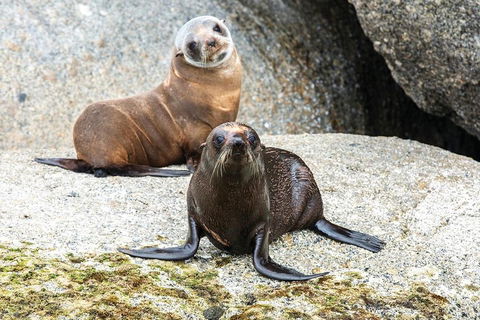 Victor Harbor And McLaren Vale Wine Region Day Tour - Attractions Brisbane 4