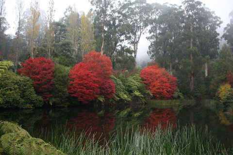 LGBT+ Friendly Full Day Yarra Valley & Dandenong Ranges Private Tour - Attractions Brisbane 2