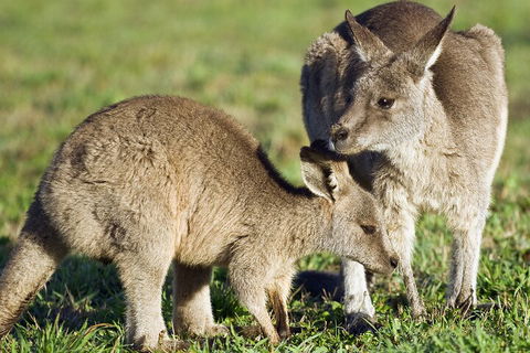 LGBT+ Friendly Full Day Phillip Island Private Tour - Attractions Brisbane 3