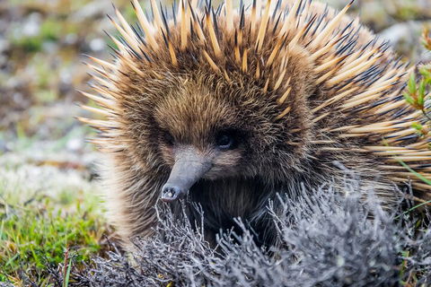 LGBT+ Friendly 3 Day Tour The Grampians, Daylesford & Ballarat - Attractions Brisbane 0