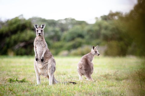 LGBT+ Friendly 3 Day Tour The Grampians, Daylesford & Ballarat - Attractions Brisbane 2