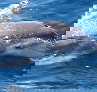 Jervis Bay Dolphin Watch Cruise - Attractions Brisbane