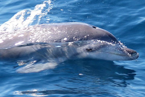 Jervis Bay Dolphin Watch Cruise - Attractions Brisbane 0
