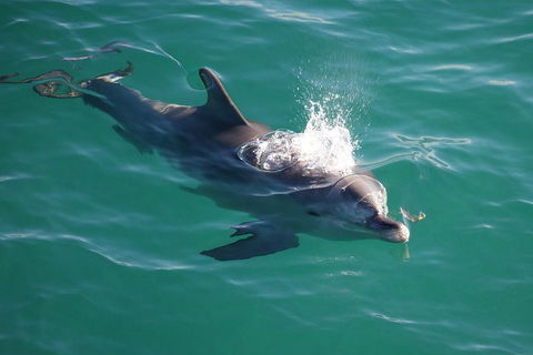 Jervis Bay Dolphin Watch Cruise - Attractions Brisbane 1