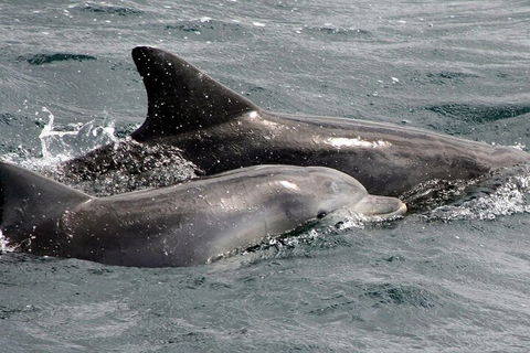 Jervis Bay Dolphin Watch Cruise - Attractions Brisbane 2