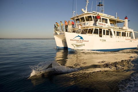 Jervis Bay Dolphin Watch Cruise - Attractions Brisbane 3