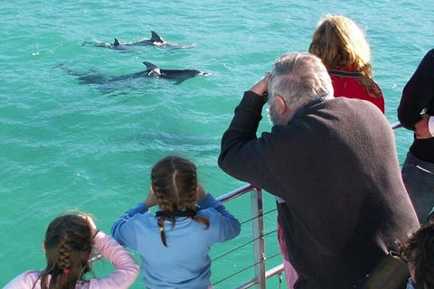 Jervis Bay Dolphin Watch Cruise - Attractions Brisbane 4
