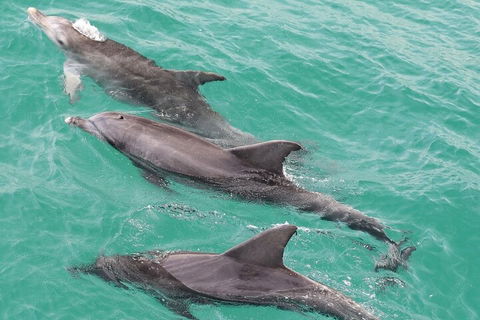 Jervis Bay Dolphin Watch Cruise - Attractions Brisbane 5