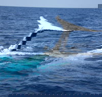 Whale Watching Jervis Bay - Attractions Brisbane