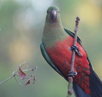 Inside the Greater Blue Mountains World Heritage - A Wildlife Safari Overnight - Attractions Brisbane