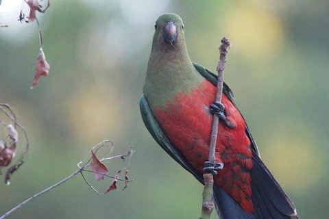 Inside The Greater Blue Mountains World Heritage - A Wildlife Safari Overnight - Attractions Brisbane 0