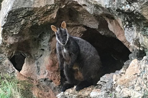 Inside The Greater Blue Mountains World Heritage - A Wildlife Safari Overnight - Attractions Brisbane 1