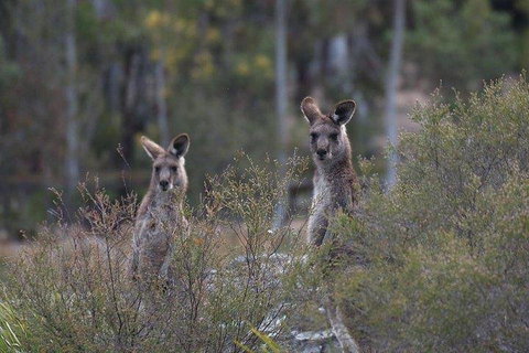 Inside The Greater Blue Mountains World Heritage - A Wildlife Safari Overnight - Attractions Brisbane 2